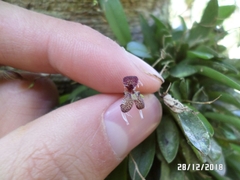 Stelis ornata