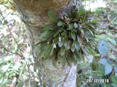 Stelis ornata