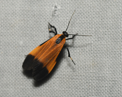 Lycomorphodes