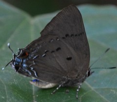 Parrhasius polibetes