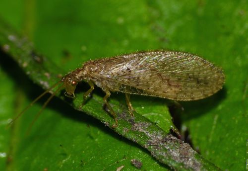Tasmanian Brown Lacewing photo 5