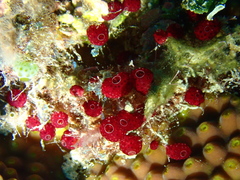 Moseley's Ascidian photo 3