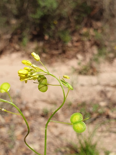 Biscutella fontqueri