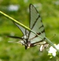 Protographium epidaus epidaus
