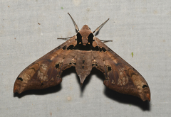 Adhemarius gannascus
