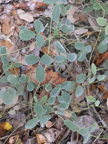 small-leaf snoutbean (Rhynchosia parvifolia)