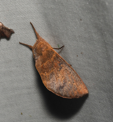 Hemiceratinae