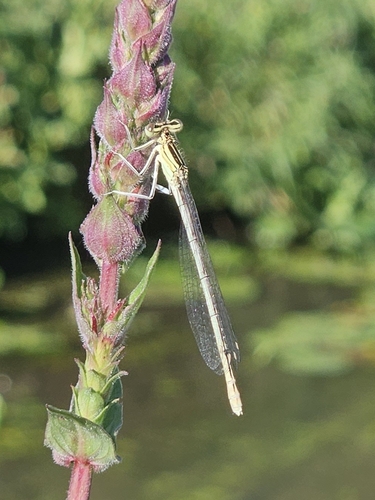 Platycnemis pennipes