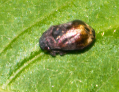 Penthimia americana