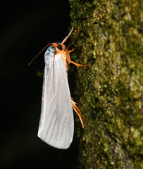 Agylla nivea