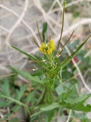 Sisymbrium irio