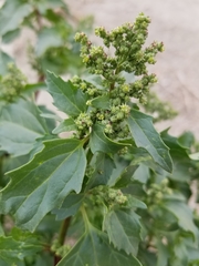 Chenopodiastrum murale