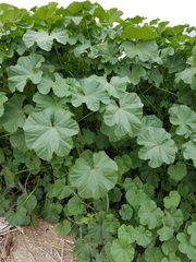 Malva parviflora