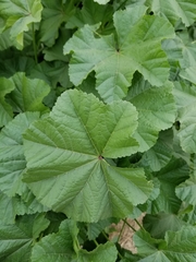 Malva parviflora