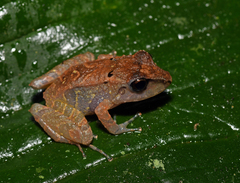 Pristimantis illotus