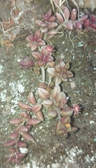 Monanthes laxiflora image
