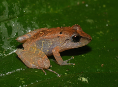 Pristimantis illotus