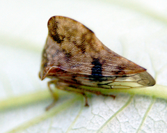 Telamona maculata