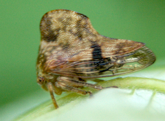 Telamona maculata