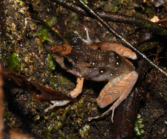 Pristimantis illotus