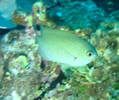 Blue-Green Damselfish photo 4