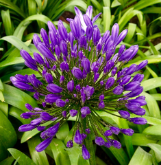 Agapanthus