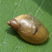Amber Snails - Photo (c) ColinDJones, some rights reserved (CC BY-NC), uploaded by ColinDJones