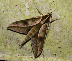Xylophanes cyrene