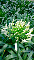 Agapanthus