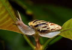 Drymaeus aequatorianus