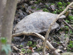 Hydromedusa tectifera