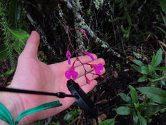 Comparettia falcata