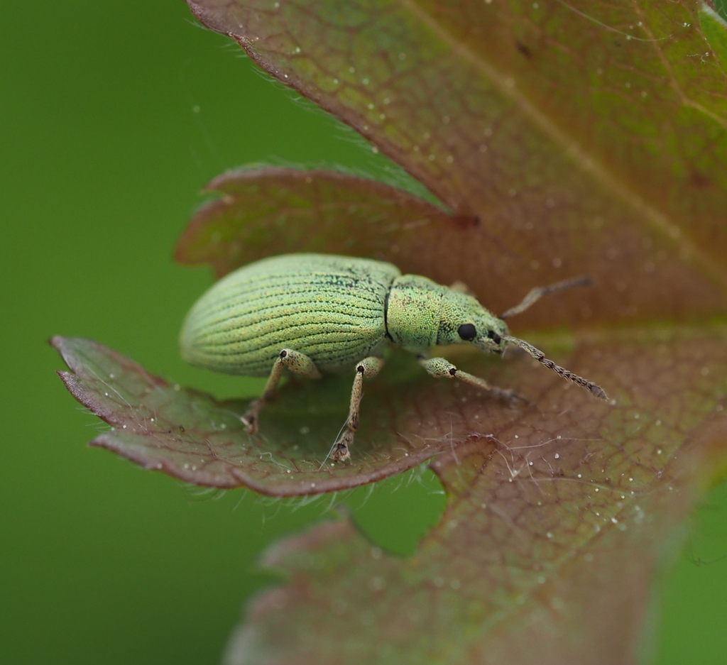 Phyllobius virideaeris virideaeris