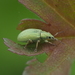 Phyllobius virideaeris - Photo (c) carnifex, some rights reserved (CC BY), uploaded by carnifex