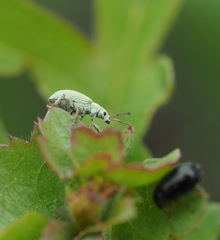 Phyllobius virideaeris