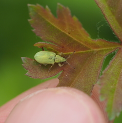 Phyllobius virideaeris