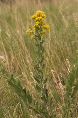 Solidago mollis