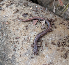 Batrachoseps major major