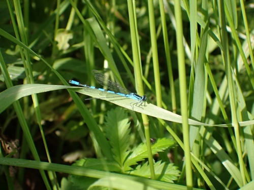 Spearhead bluet