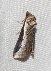 Lophoptera vittigera