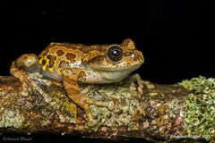 Ghat Tree Frog photo 5