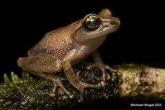 Green Eyed Bushfrog photo 5