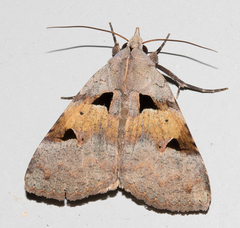 Avatha discolor
