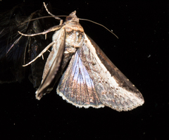 Lophoptera vittigera