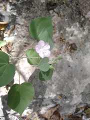 Bastardiastrum gracile