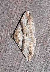Gastrinodes bitaeniaria