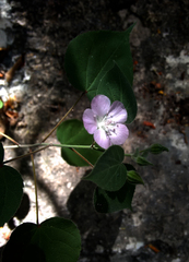 Bastardiastrum gracile
