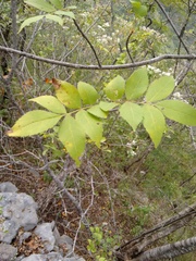 Fraxinus purpusii