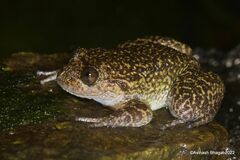 Wayanad Night Frog photo 4