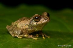 Anil's Bush Frog photo 3